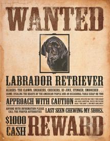 Click for Black Lab - Wanted Poster Detail