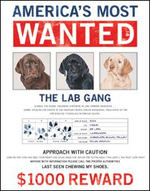 Click for Wanted - The Lab Gang Detail