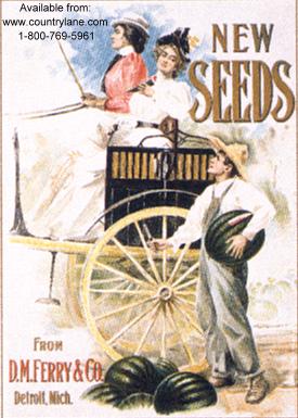 Click for FERRY SEEDS / 2 WOMEN MAN Detail